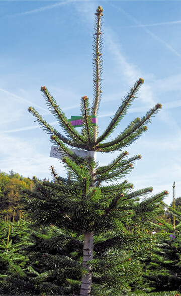 Schon reserviert: Bleiben die Verbraucher an Weihnachten zuhause, dürfte die Nachfrage nach Christbäumen steigen.