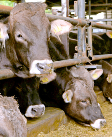 Das Änderungsgesetz zum Arzneimittelgesetz bringt Neuerungen für Mäster.