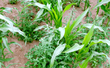 Gegen Unkräuter im Mais können Herbizide wie Peak helfen.