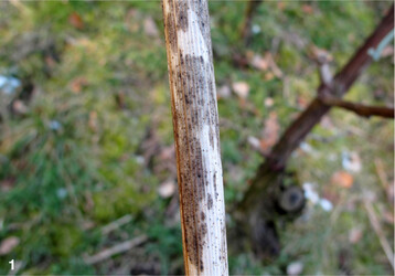 Typische Oidiumfiguren am Rebholz nach starkem Mehltaubefall im Sommer. Das bedeutet ein hohes Ausgangspotenzial im kommenden Jahr.