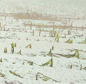 Der Sommer war gepr�gt von Wetterextremen, wie Hagel und Schnee.