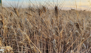 Die Boden- und Klimaansprüche von Durum ähneln denen des Weichweizens.