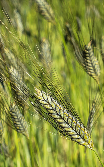 Der Anbau von Emmer ist eine interessante Vermarktungsnische, braucht aber passende Böden.