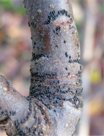 Größere Eiablage durch die Grüne Laus an zweijährigem Holz eines Apfelbaumes.