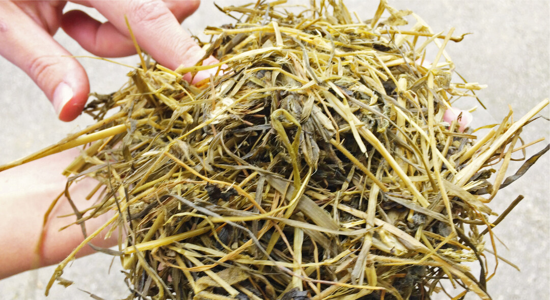 Die Schmackhaftigkeit einer Silage l�sst sich zwar am Geruch grob einsch�tzen. Doch was wirklich in ihr steckt und auf welche Ursachen eine m�gliche Fehlg�rung zur�ckzuf�hren ist, bringt erst eine Untersuchung der G�rs�uren bei einer Futteranalyse an den Tag.� r