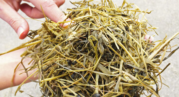 Die Schmackhaftigkeit einer Silage lässt sich zwar am Geruch grob einschätzen. Doch was wirklich in ihr steckt und auf welche Ursachen eine mögliche Fehlgärung zurückzuführen ist, bringt erst eine Untersuchung der Gärsäuren bei einer Futteranalyse an den Tag. r