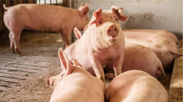 Damit sich die Tiere auf den festen Liegeflächen gerne ausruhen, sollte der Untergrund weich, mit einem Gefälle ausgestattet sein, die Temperatur sollte kühl und in der Umgebungsluft möglichst wenig Schadgase enthalten sein.
