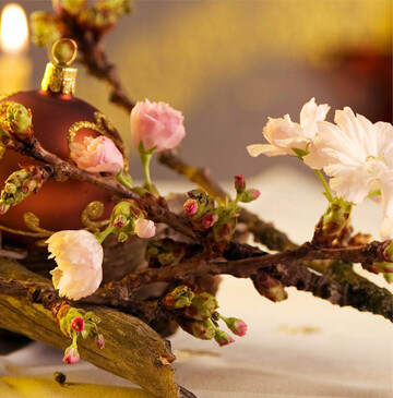 Ein Hauch von Fr�hling an Weihnachten W�hrend es drau�en k�lter und dunkler wird, ist der traditionsreiche Barbaratag am 4. Dezember ein Lichtblick in vielen Familien. Der Ursprung des Brauches liegt in den Legenden �ber die heilige Barbara. Diese soll im dritten Jahrhundert in der T�rkei gelebt haben und f�r ihren Hang zum christlichen Glauben zum Tode verurteilt worden sein. Auf dem Weg zum Gef�ngnis blieb laut �berlieferung ein Zweig in ihrem Gewand h�ngen, den sie mit in ihre Zelle nahm. Am Tag ihrer Hinrichtung soll er dann in pr�chtigen Farben gebl�ht und ihr ein letztes Mal Freude geschenkt haben. Seither ist es Brauch, am 4. Dezember Zweige abzuschneiden und in einer Vase im Haus aufzustellen. Daf�r eignen sich alle fr�hbl�henden Laubh�lzer. Besonders beliebt sind Apfel, Kirsche, Birne und Forsythie. Die Zweige sollten schr�g angeschnitten sein, und das Wasser muss regelm��ig gewechselt werden. Stehen die Barbarazweige an einem hellen Ort, sollen sie an Weihnachten farbenfrohe Bl�ten hervorbringen. Sie gelten als Zeichen der Hoffnung in der dunklen Jahreszeit und bringen den Bewohnern Gl�ck im kommenden Jahr. kb