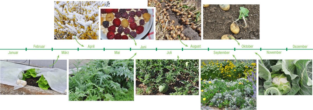 : Salat steht im M�rz bis Mai am besten unter Vlies. Imgab es reichlich Schnee. (oben): Himbeeren  hier in rot, gelb und schwarz  trugen, ungest�rt von Regen, sehr �ppig. Vielerorts bl�hen �brigens viele Sommerhimbeeren ab September nochmals an den einj�hrigen Ruten. (unten): Milde Winter erm�glichen eine meistens erfolgreiche �berwinterung von Cardy und Artischocken, die sich dann so pr�chtig wie in S�deuropa entwickeln. : W�rmeliebende Fruchtgem�se, hier Wassermelonen in Bamberg, entwickeln sich auch bei Hitze pr�chtig, wenn sie genug Wasser bekommen. : Zwiebeln profitierten von fr�her Saat/Pflanzung, wenn sie zum Start noch viel Feuchte haben. Im trockenen Sommer bleiben sie gesund. : Stauden, die gut mit der Trockenheit zurechtkommen, bleiben auch bei sparsamer Wasserversorgung attraktiv. (oben): Wer Kartoffeln bis Ende September im Boden lie�, konnte solche �berraschungen erleben: Die jungen Knollen trieben aus. (unten): Auch der anspruchsvolle Blumenkohl entwickelt sich nach Augustpflanzung sehr zuverl�ssig in den Herbst hinein  Ernte ab Mitte Oktober.