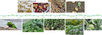 : Salat steht im M�rz bis Mai am besten unter Vlies. Imgab es reichlich Schnee. (oben): Himbeeren  hier in rot, gelb und schwarz  trugen, ungest�rt von Regen, sehr �ppig. Vielerorts bl�hen �brigens viele Sommerhimbeeren ab September nochmals an den einj�hrigen Ruten. (unten): Milde Winter erm�glichen eine meistens erfolgreiche �berwinterung von Cardy und Artischocken, die sich dann so pr�chtig wie in S�deuropa entwickeln. : W�rmeliebende Fruchtgem�se, hier Wassermelonen in Bamberg, entwickeln sich auch bei Hitze pr�chtig, wenn sie genug Wasser bekommen. : Zwiebeln profitierten von fr�her Saat/Pflanzung, wenn sie zum Start noch viel Feuchte haben. Im trockenen Sommer bleiben sie gesund. : Stauden, die gut mit der Trockenheit zurechtkommen, bleiben auch bei sparsamer Wasserversorgung attraktiv. (oben): Wer Kartoffeln bis Ende September im Boden lie�, konnte solche �berraschungen erleben: Die jungen Knollen trieben aus. (unten): Auch der anspruchsvolle Blumenkohl entwickelt sich nach Augustpflanzung sehr zuverl�ssig in den Herbst hinein  Ernte ab Mitte Oktober.