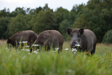 Bei mehreren Wildschweinen in Hessen wurde die Afrikanische Schweinepest nachgewiesen. Die Beh�rden sind alarmiert.