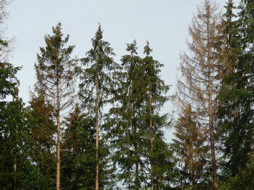 Links im Bild ein frischer K�ferbaum vom Juni 2024, an dem die Krone von unten her d�rr wird, rechts ein d�rrer K�ferbaum vom Herbst 2023, der nicht aufgearbeitet wurde. 