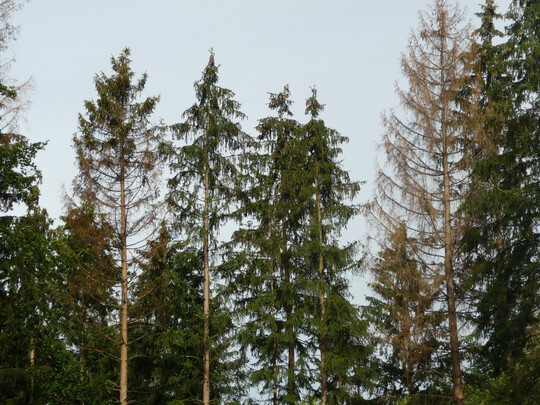 Links im Bild ein frischer Käferbaum vom Juni 2024, an dem die Krone von unten her dürr wird, rechts ein dürrer Käferbaum vom Herbst 2023, der nicht aufgearbeitet wurde.