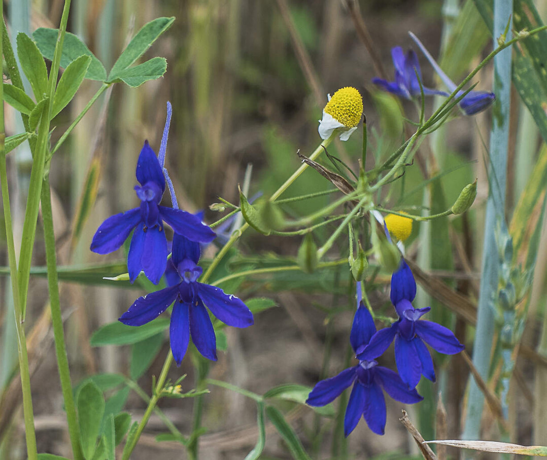 Der Ackerrittersporn ist auf unseren �ckern nur noch selten anzutreffen.