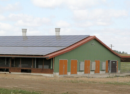 Die EU-Kommission hat Belgien genehmigt, Gelder an Landwirte zu zahlen, die freiwillig aus der Tierhaltung aussteigen.