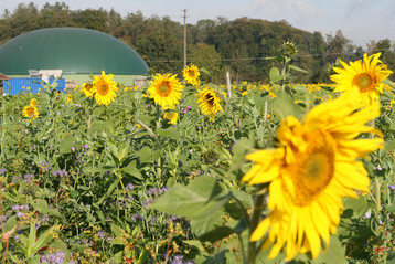 Sonnenblumen bl�hen vor einer Biogasanlage.