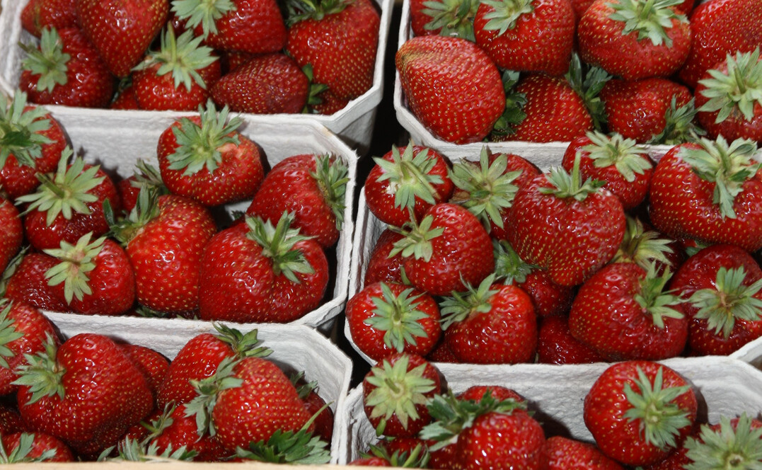 Makellose Fr�chte anzubieten, war dieses Jahr erschwert. Der Anbau litt h�ufig unter Starkregen.