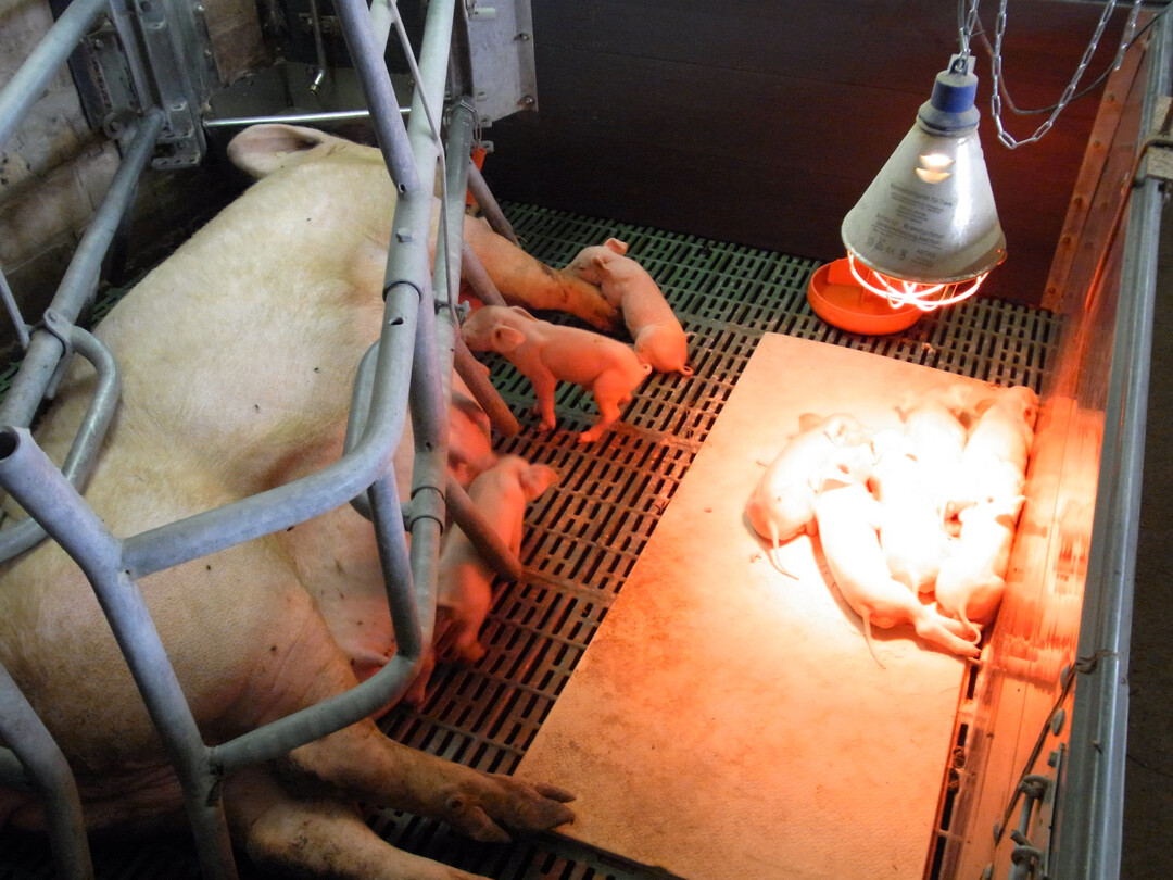 Der Strukturwandel hält an. Auch im vergangenen Jahr ist die Zahl schweinehaltender Betriebe weiter zurückgegangen.