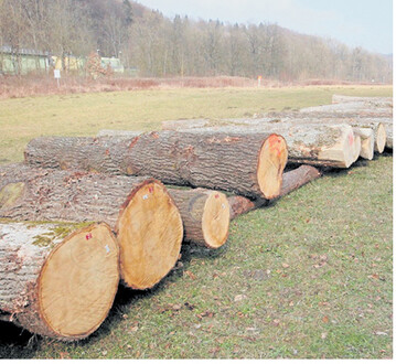 Wertholzst�mme auf dem Submissionsplatz.
