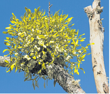 Misteln wachsen langsam und kugelf�rmig. Bei einem Durchmesser von 50 Zentimetern sind sie 20 bis 30 Jahre alt.