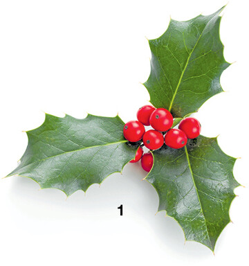 Die Bl�tter und Fr�chte der Europ�ischen Stechpalme Ilex aquifolium.