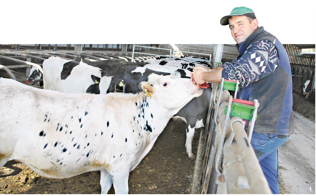 Lukas Mauch verbringt viel Zeit im Stall  hier der ehemalige Kuhstall f�r die zu belegenden Rinder  und hat beim F�ttern und Misten immer im Blick, ob es den Tieren gut geht.