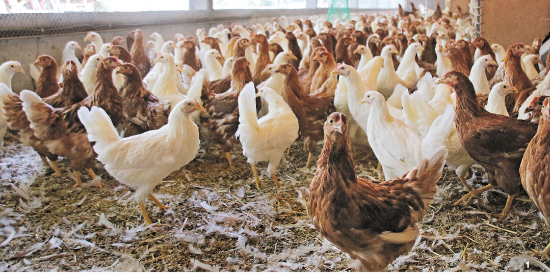 Mit sorgf�ltig durchgef�hrtem Hygienemanagement bleiben Krankheitserreger drau�en und die Tiere gesund.