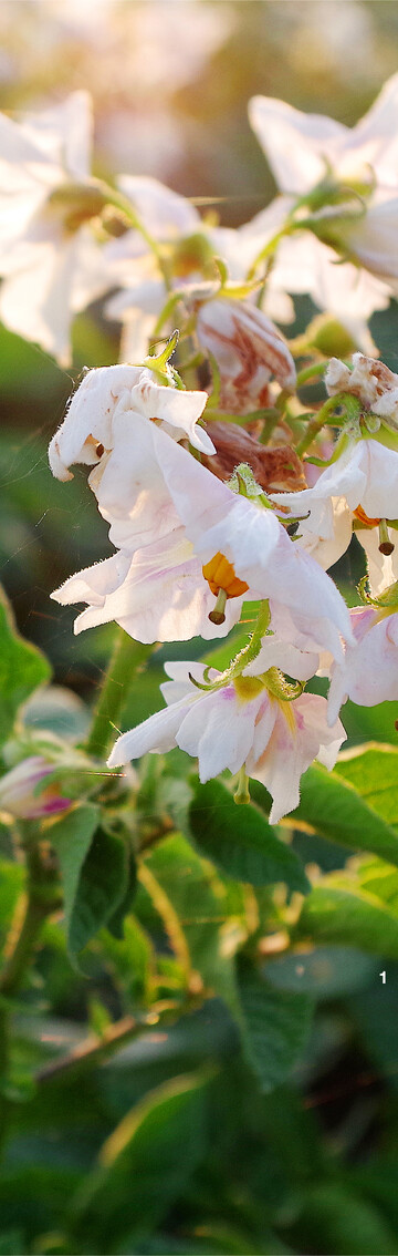 Die Ergebnisse der LSV dienen als Grundlage f�r die Beratung der Kartoffelanbauer.