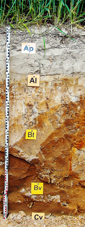 Parabraunerden geh�ren zu den weltweit besten Ackerbaustandorten.