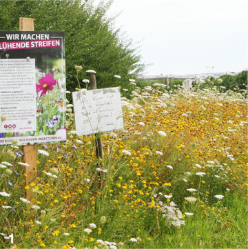 Bl�hfl�chen an und in Obstanlagen bereichern das Nahrungsangebot vieler Insekten.