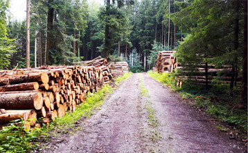 Die Preisentwicklung auf dem Holzmarkt war in den vergangenen Monaten turbulent. Auch f�r 2022 ist eine Einsch�tzung derzeit schwierig.� �