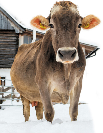 Mehr Tierwohl, Umwelt- und Klimaschutz: Das w�nschen sich Verbraucher. Mehr Verst�ndnis f�r ihre Arbeit w�nschen sich Landwirte. Entsprechend gefragt ist ein neuer Umgang miteinander.