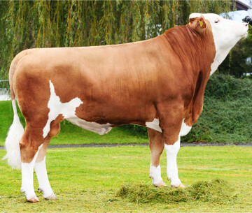 Der Bulle Hazaro ist derzeit der einzig verf�gbare Hazard-Sohn.