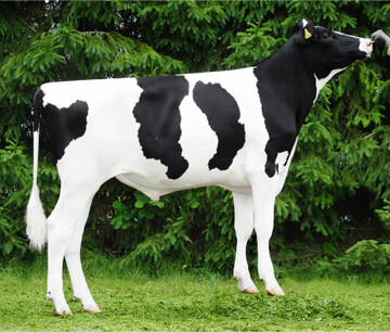 Der Bulle Camus ist die aktuelle Nummer zwei der Holsteinzucht.