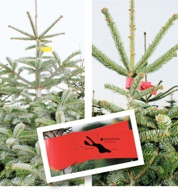 Sch�ne B�ume von klein bis gro� gibt es auf den Christbaumm�rkten.