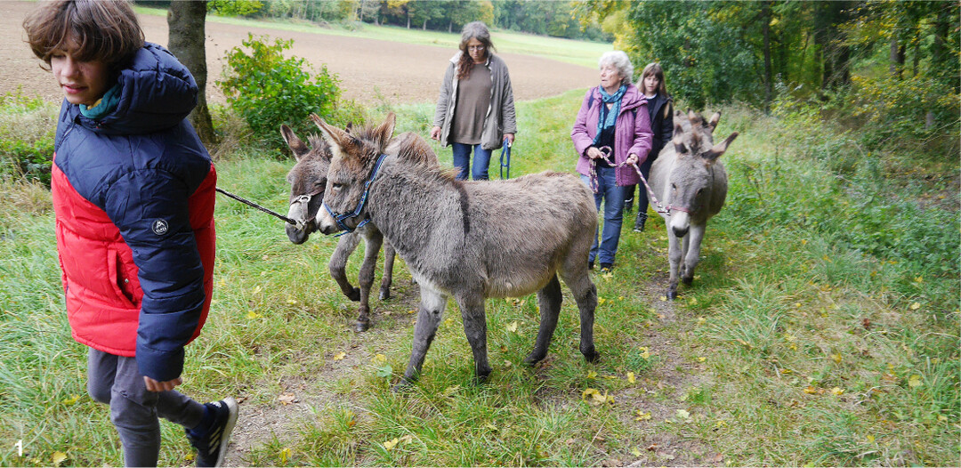 In Begleitung von Eseln werden selbst gehfaule Jugendliche begeisterte Wanderfreunde.