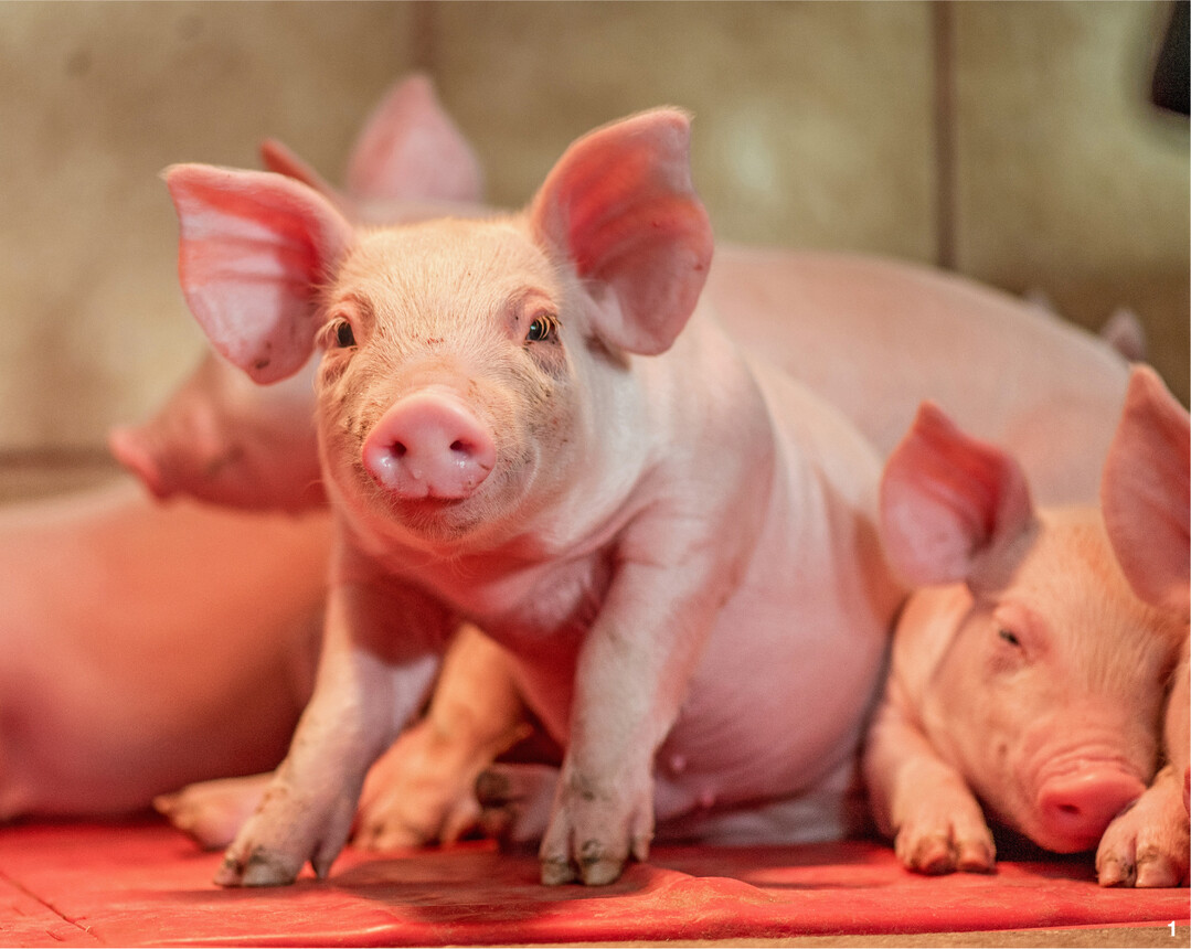 Ferkel brauchen es in den ersten Wochen warm. Eine Abdeckung �ber dem Ferkelnest hilft, Heizkosten zu sparen.
