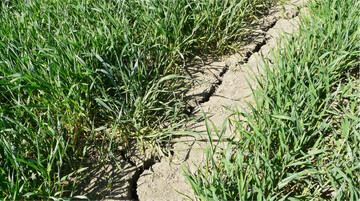 Durch humoses Bodenmaterial, das in die tiefreichenden Trockenrisse rieselt und eingearbeitet wird, entsteht der f�r den Pelosol typische Pv-Horizont.