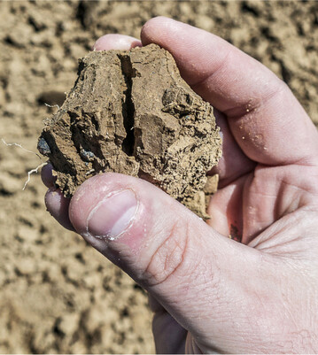 Ein plattig ausgeprägtes Bodengefüge beeinträchtigt das Wurzelwachstum massiv.