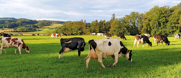Weidegang f�rdert das Tierwohl und spielt im �kolandbau eine zentrale Rolle. Doch nun drohen versch�rfte Vorgaben.