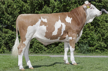 Hayward geh�rt mit einem GZW von 147 zu den h�chsten Bullen der Rasse.