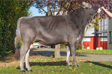 Der Amorie-Sohn Arezzo stammt aus der Zucht von Thomas Wenzler in Neukirch. �