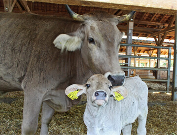 Die kuhgebundene Aufzucht wird von Landwirten intensiv diskutiert. Das Verfahren erhöht das Tierwohl und verteuert im Gegenzug die Erzeugung der Milch.