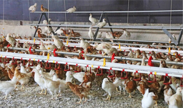 Gesunde und mobile Junghennen sind das Ziel jedes Aufzüchters.