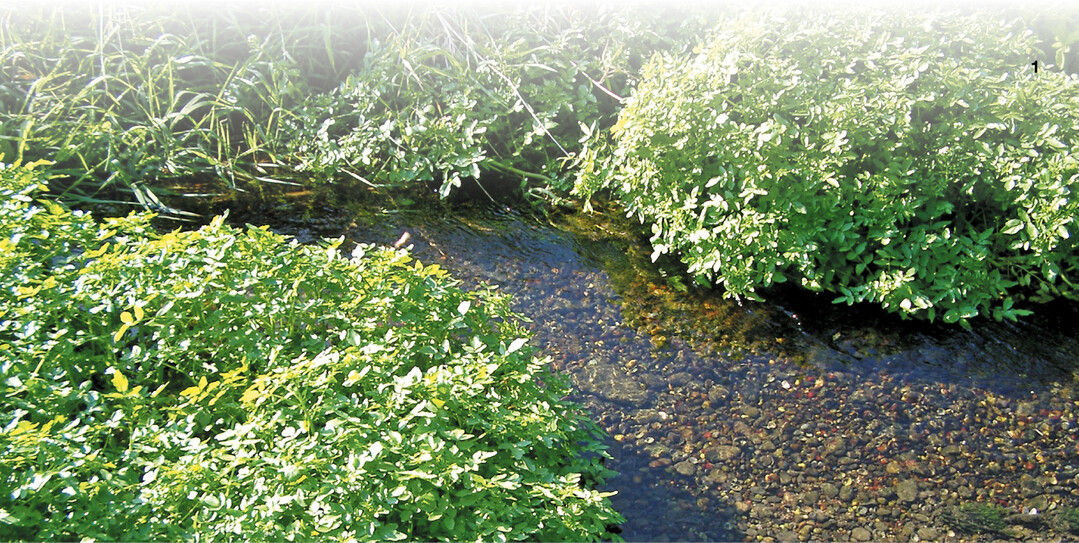 Behaartes Schaumkraut.