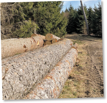 Sch�nes Fichtenholz.