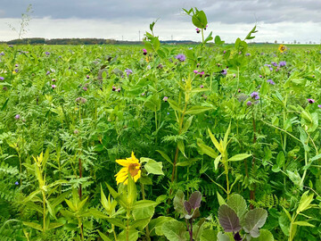 Der Anbau von Zwischenfr�chten kann insbesondere in Stresssituationen den Ertrag der Folgekultur stabilisieren.