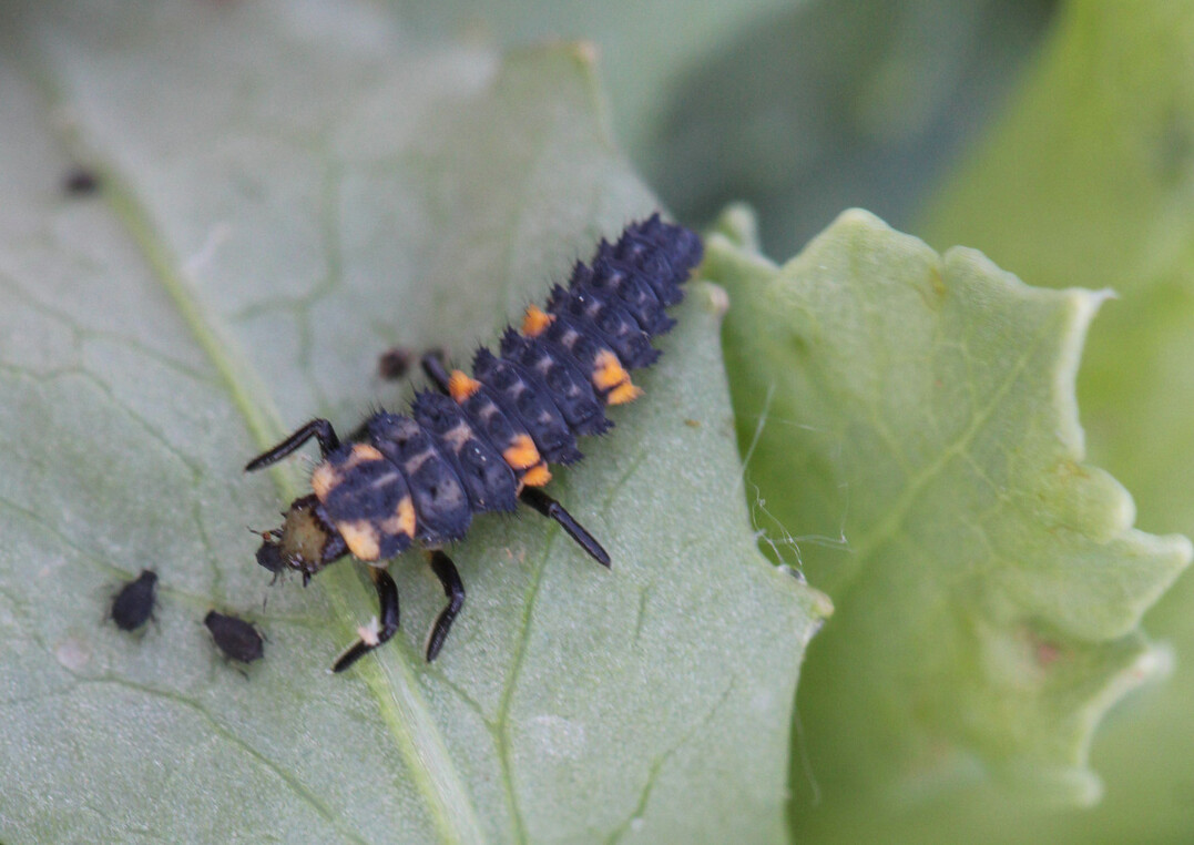 Marienk�fer-Larve mit Blattl�usen auf dem Versuchsfeld der Universit�t Bonn.