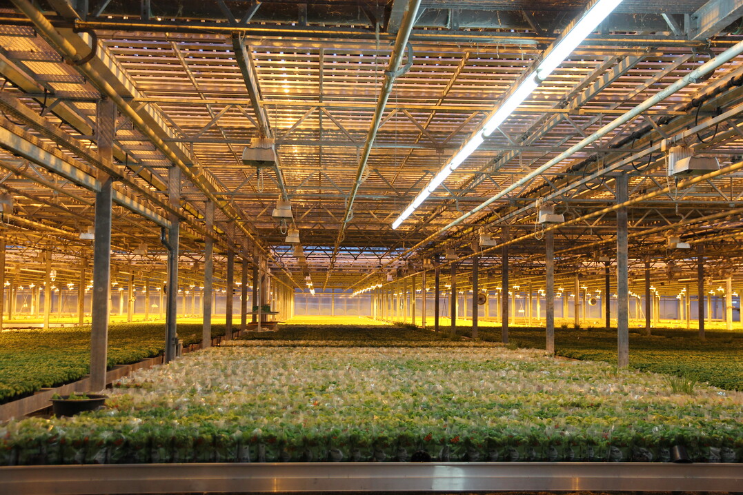 Im unteren Stock ermöglicht Kunstlicht das Wachstum der Pflanzen.