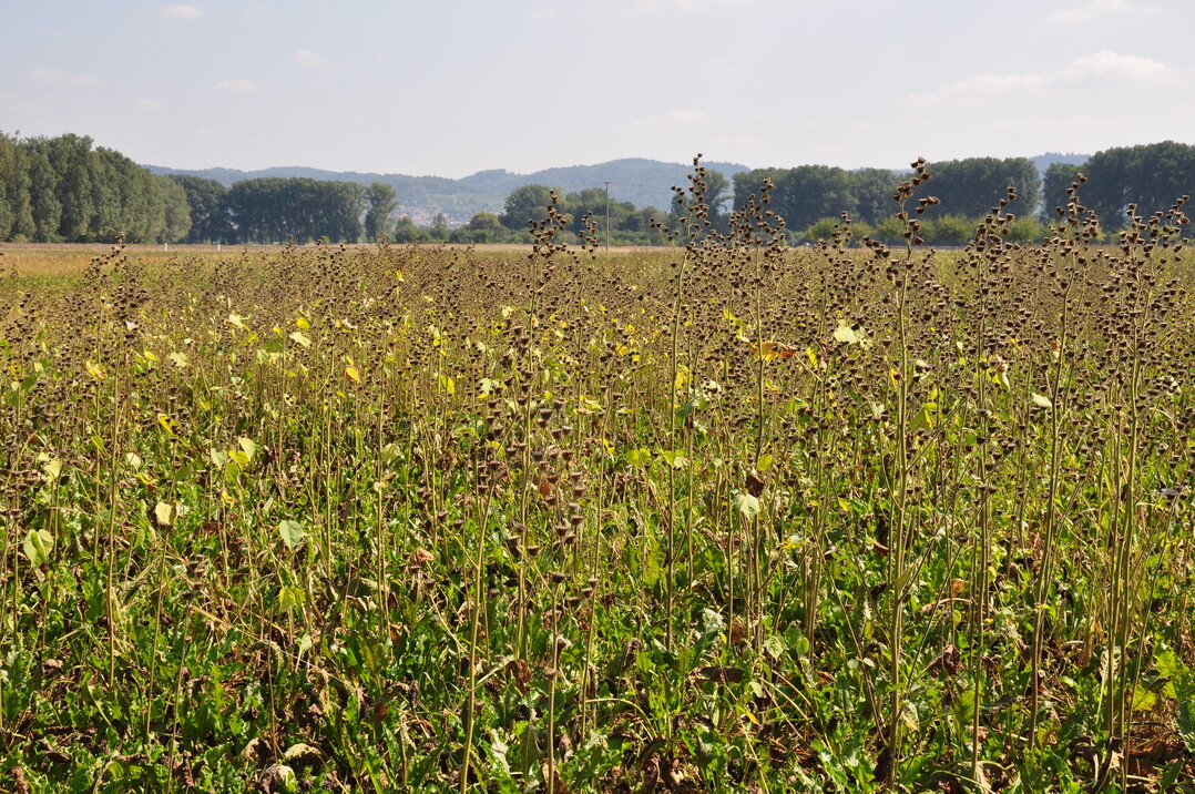 Vermehrt treten Exoten innerhalb des Unkrautspektrums in Erscheinung – hier die Schönmalve (Abutilon)- dieser Schlag ist regelrecht verseucht und muss aus der Rübenfruchtfolge genommen werden, da eine chemische Bekämpfung nicht möglich ist.